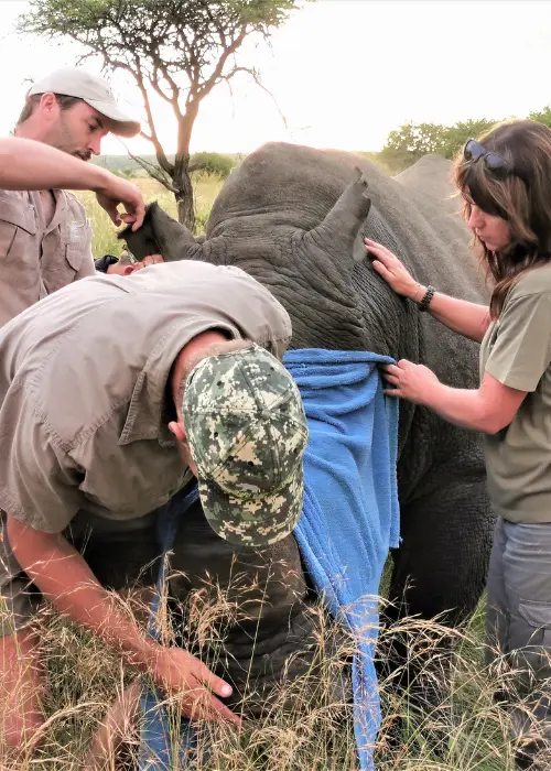 Rhino protection at night