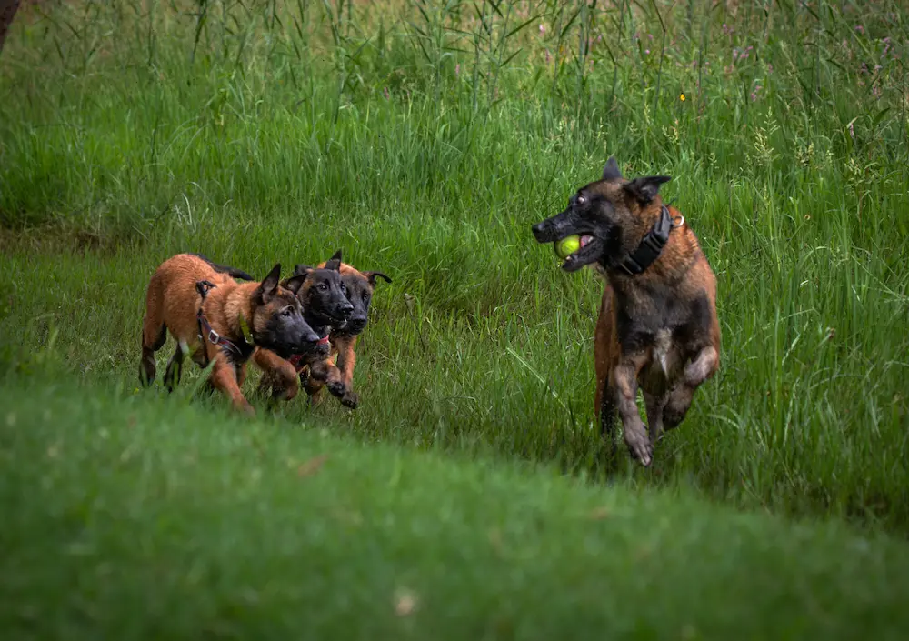 Frontline conservation team