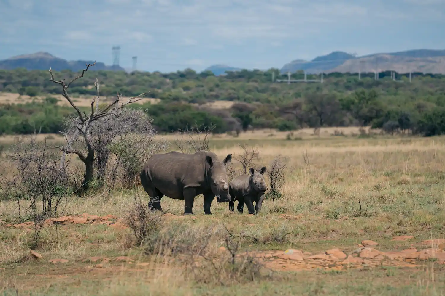 Rhino in reserve
