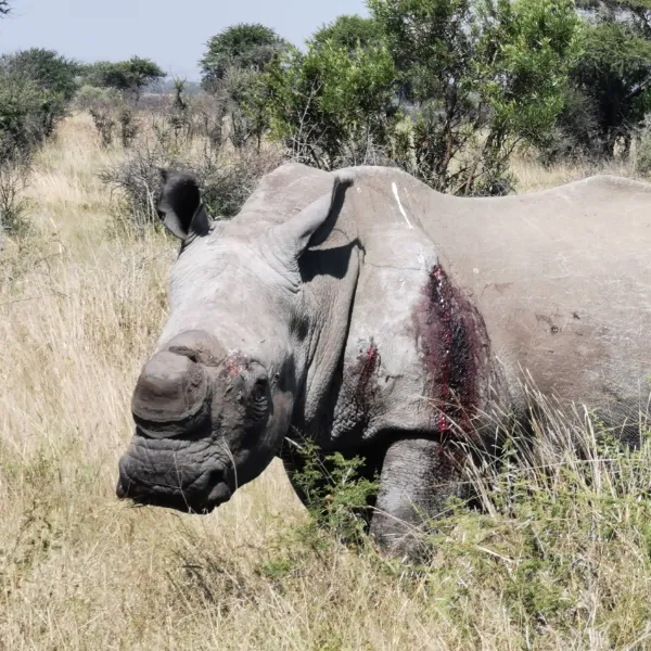 Rhino close up