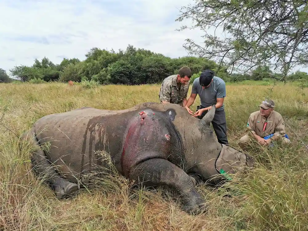 Rhino in the wild