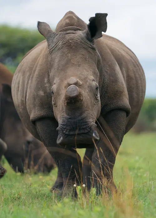 Rhino protected in the wild