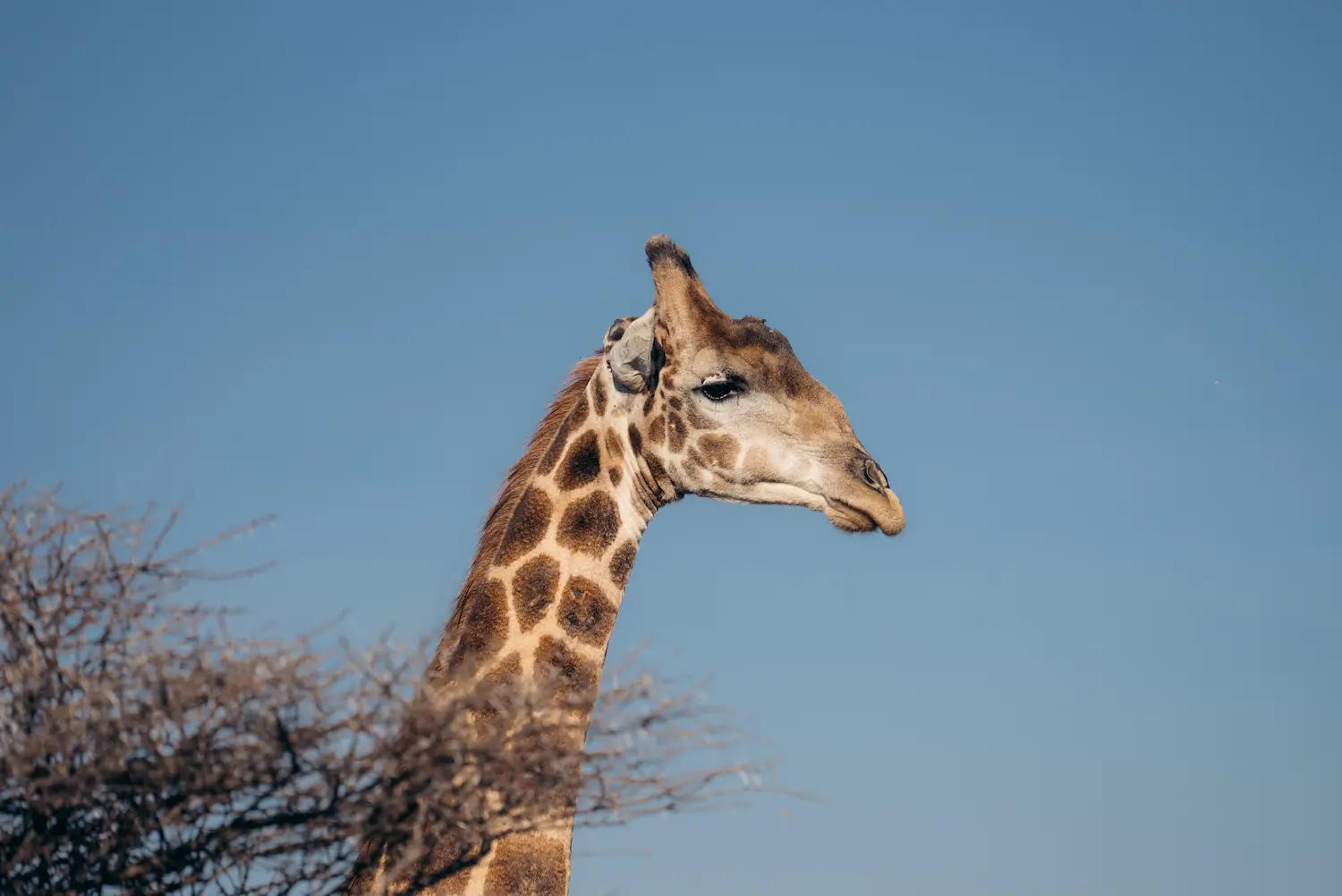 Giraffe on reserve