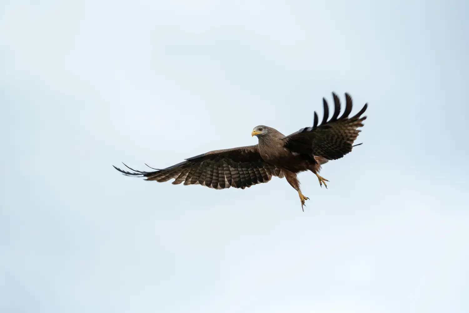 Birdlife on reserve
