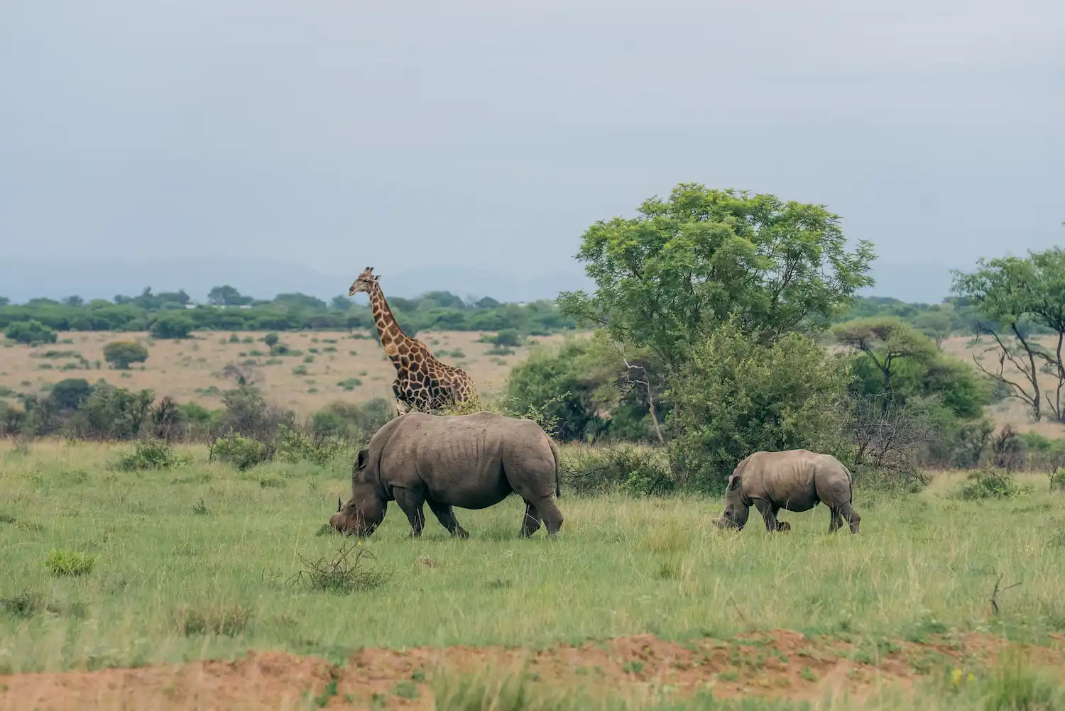Mankwe Wildlife Reserve landscape