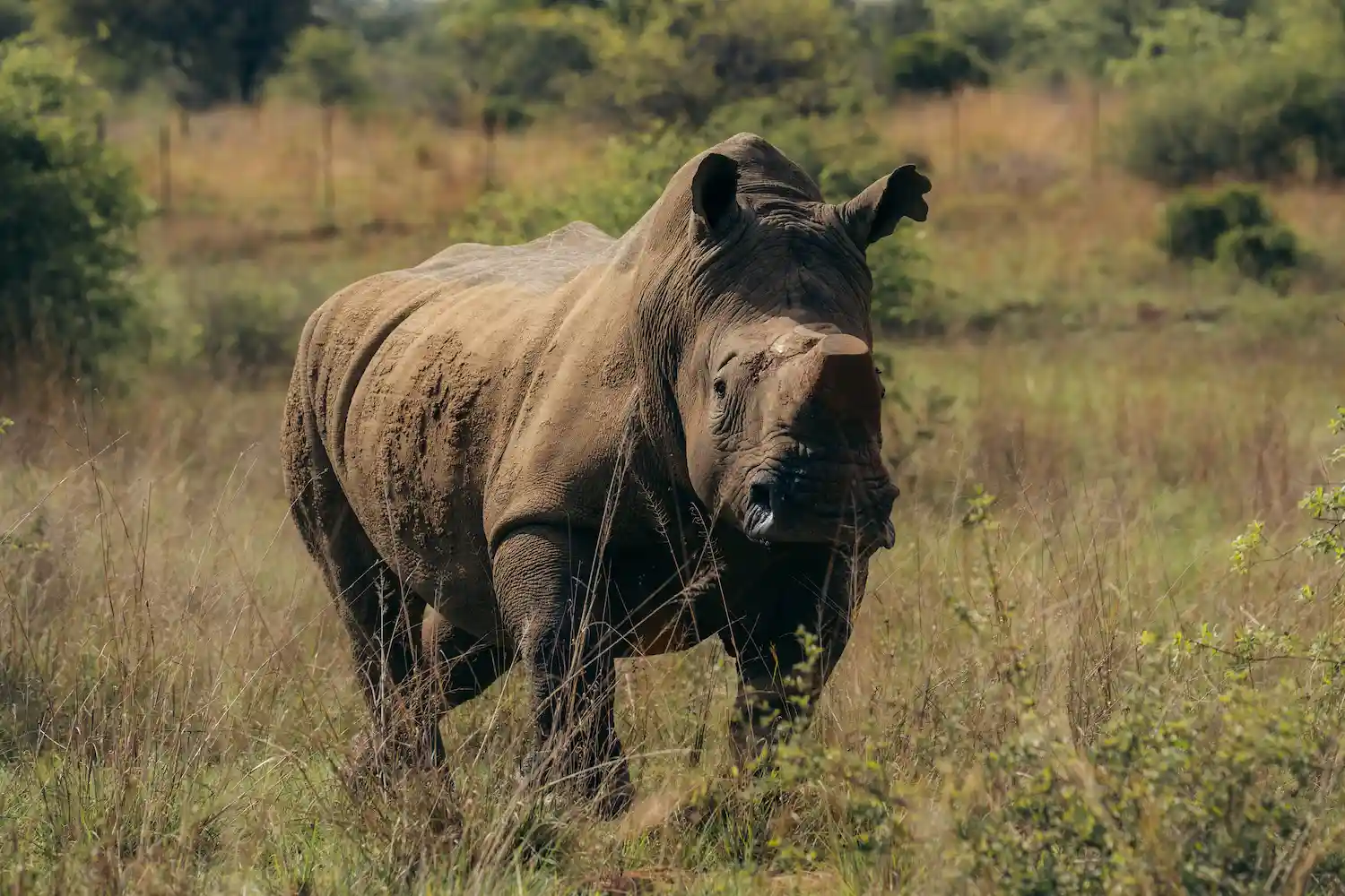 White rhino on reserve